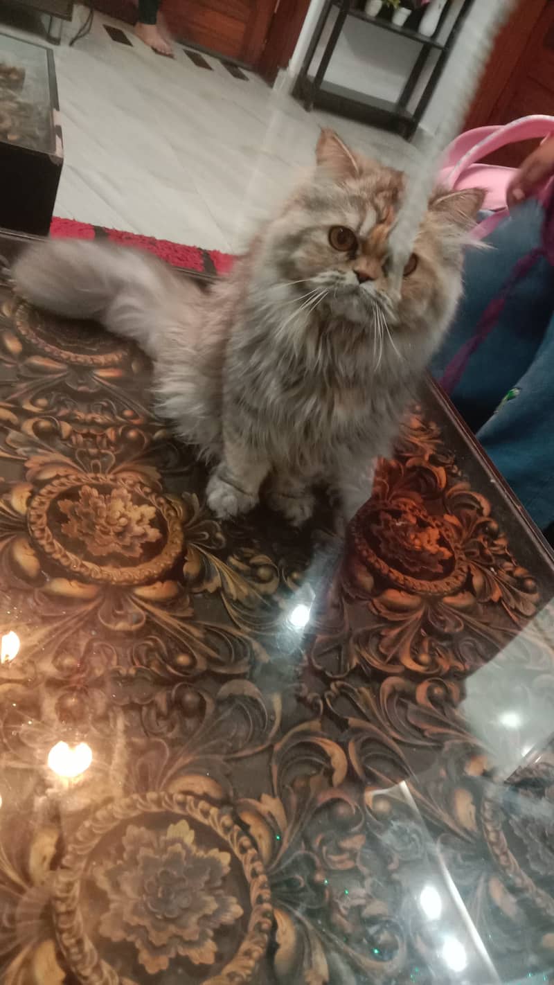 Female Persian Cute Punch Face 11 months old 6