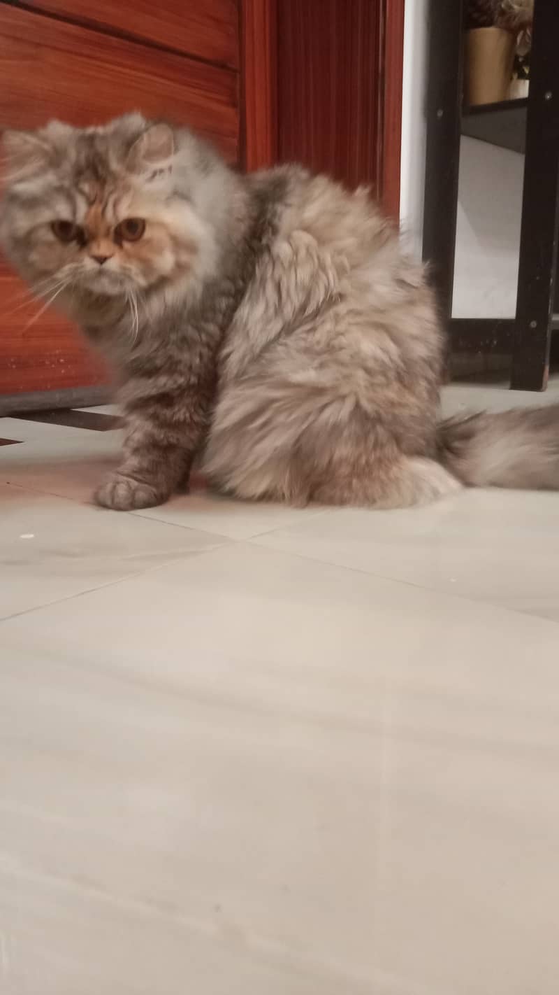 Female Persian Cute Punch Face 11 months old 7