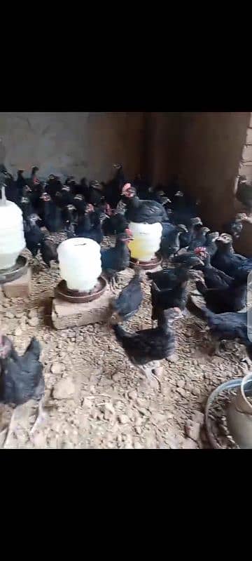 Australorp chicks for sale 0