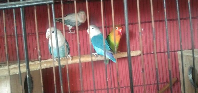 Love Birds + Folding Cage 8 portion (1.5x1.5) 1