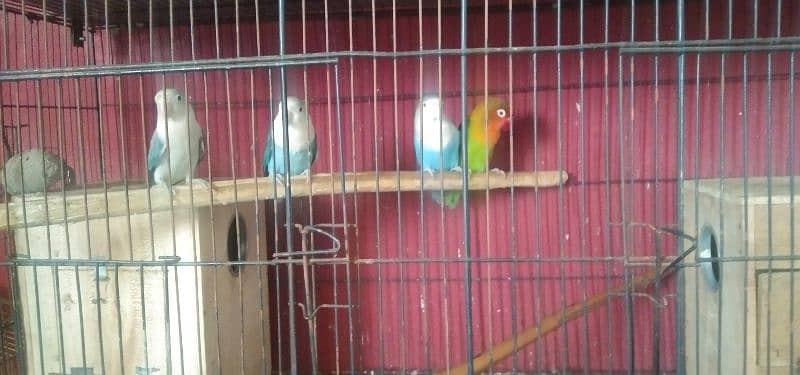 Love Birds + Folding Cage 8 portion (1.5x1.5) 5