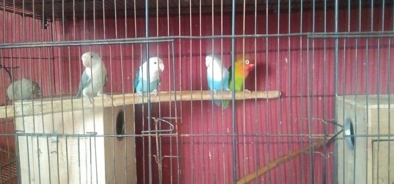 Love Birds + Folding Cage 8 portion (1.5x1.5) 8