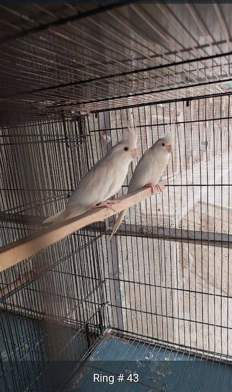 Eno Red Eyes ready to Breed pair lag gaye 7