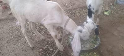 desi BAKRA for sale