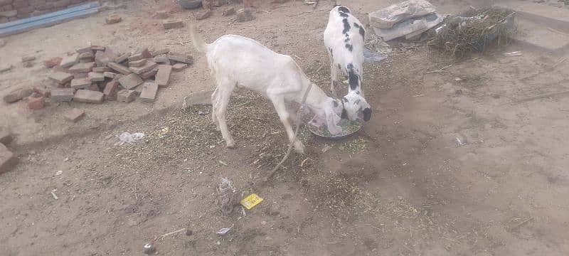 desi BAKRA for sale 2