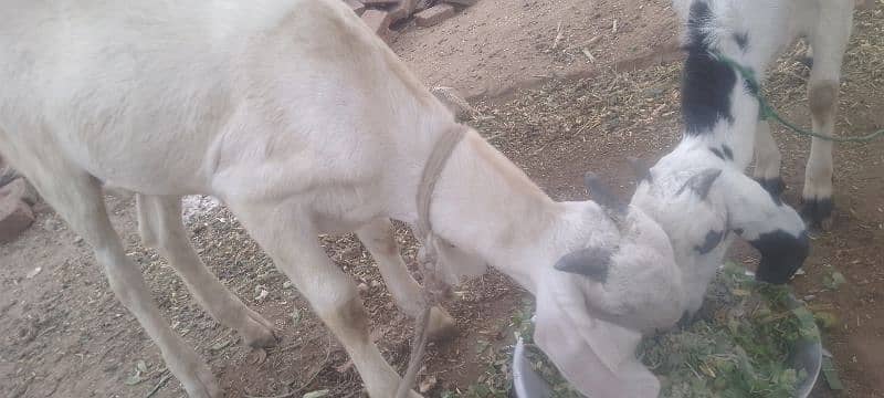 desi BAKRA for sale 3