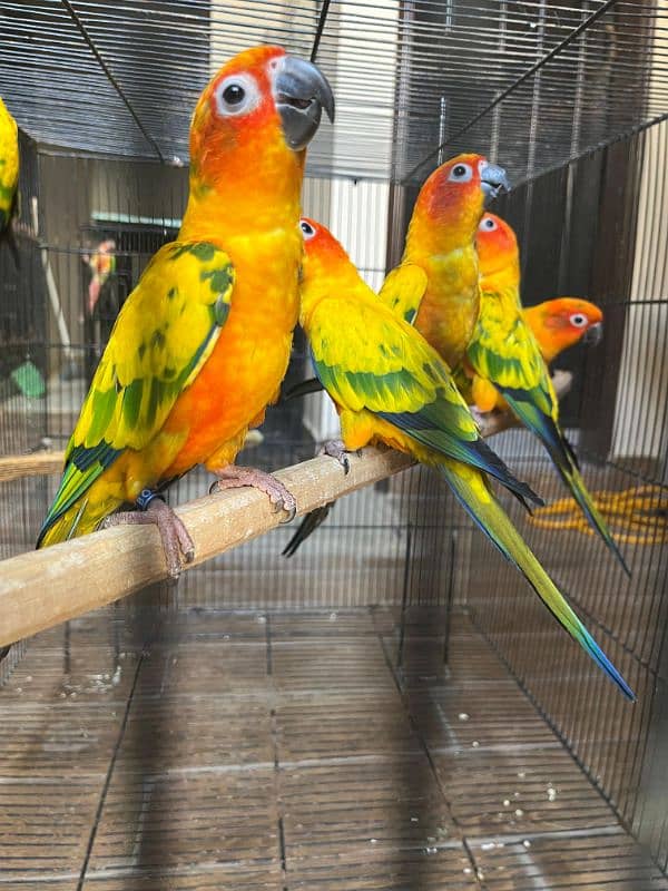 sun conure  (red factor) 0