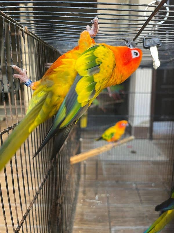 sun conure  (red factor) 1