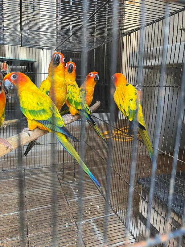 sun conure  (red factor) 3