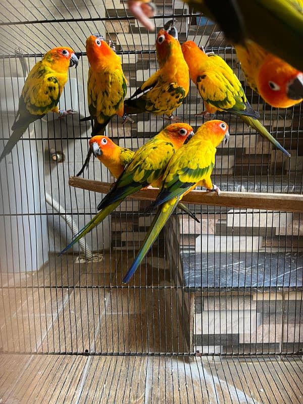 sun conure  (red factor) 6