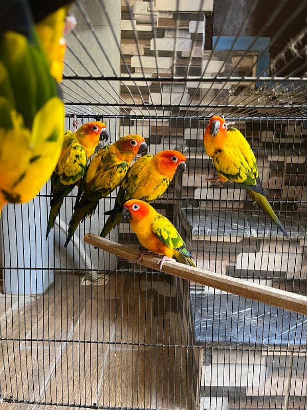 sun conure  (red factor) 8