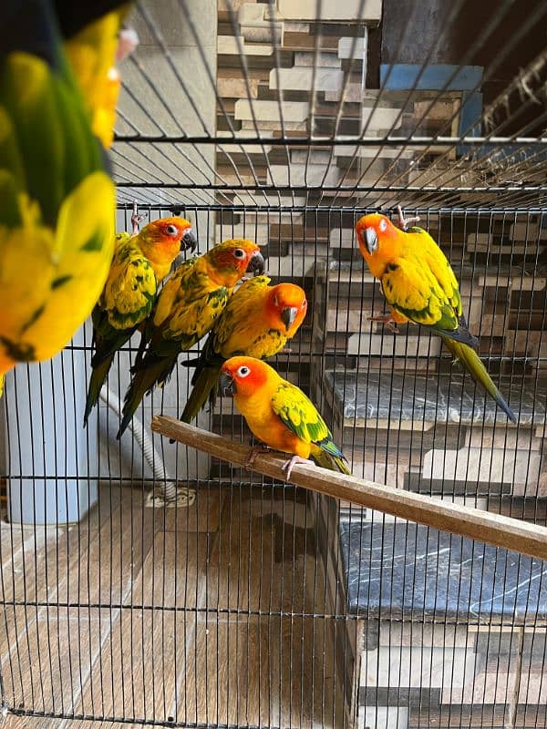 sun conure  (red factor) 9