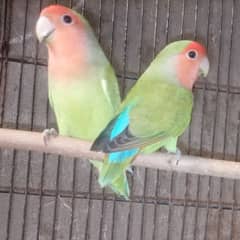 LoveBirds