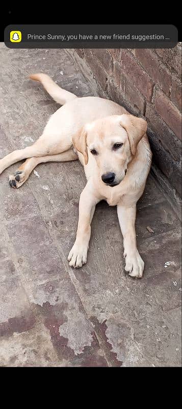 Labrador puppies available 1