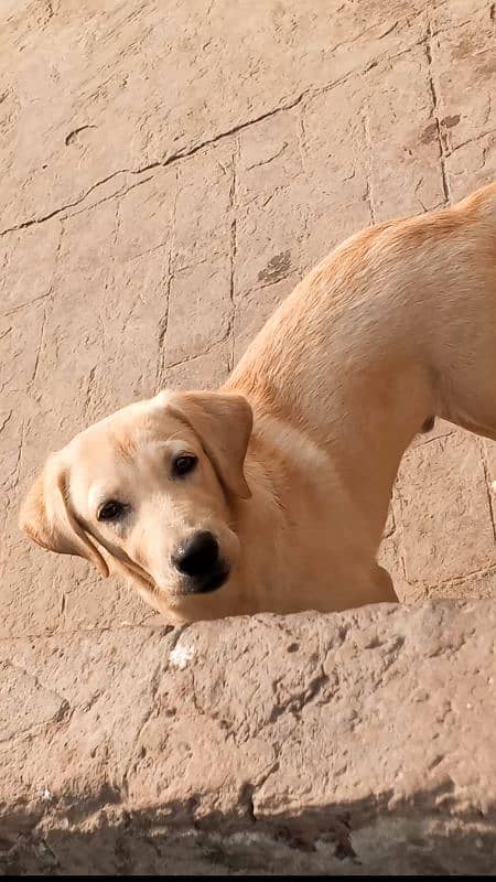 Labrador puppies available 2