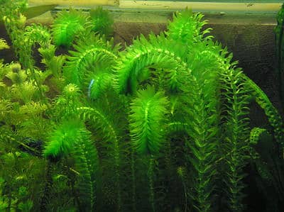 aquatic and floating plants 1