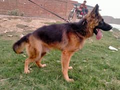 german shepherd long coat