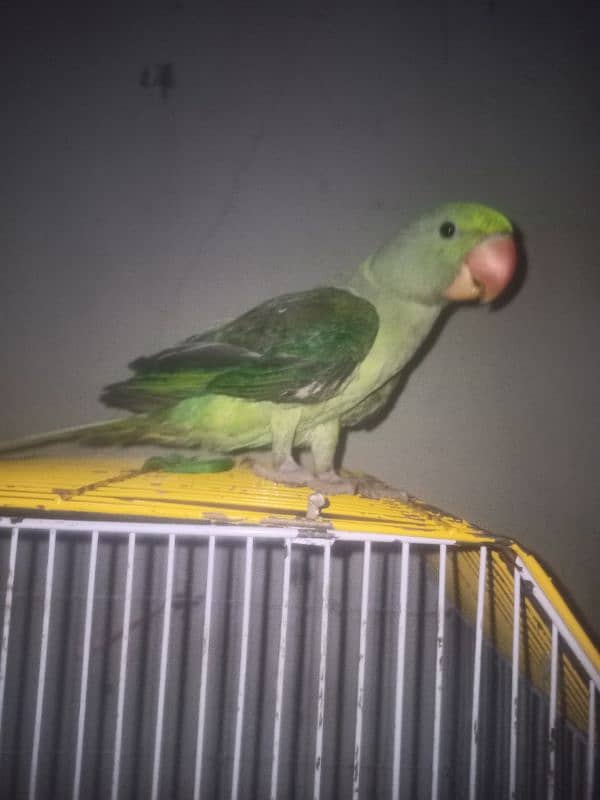 Alexandrine parrot for slae 0