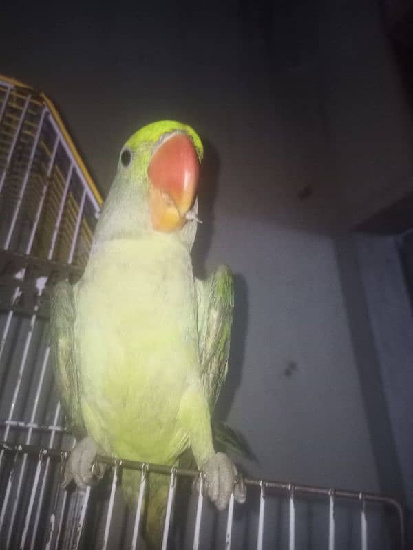 Alexandrine parrot for slae 1