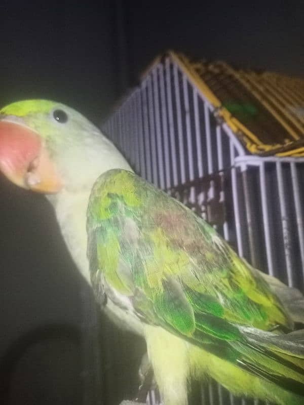 Alexandrine parrot for slae 2