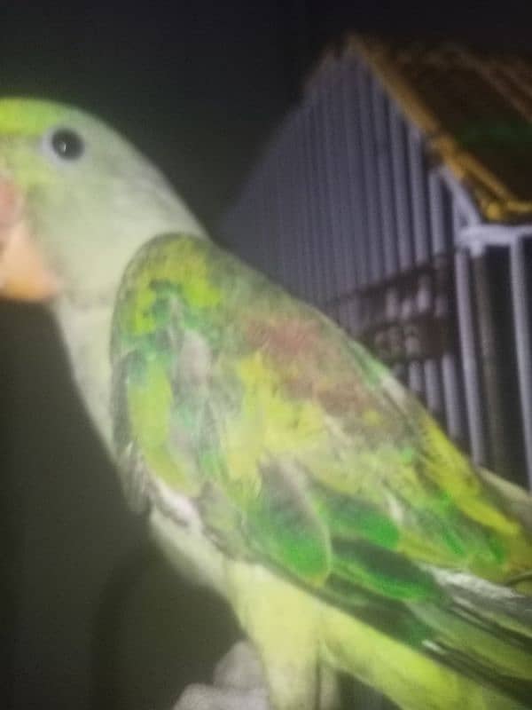 Alexandrine parrot for slae 3