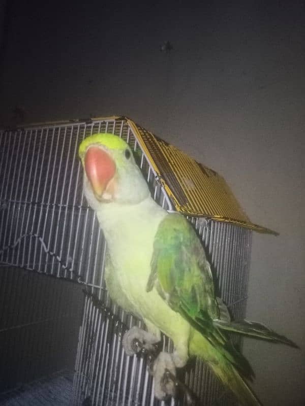 Alexandrine parrot for slae 5