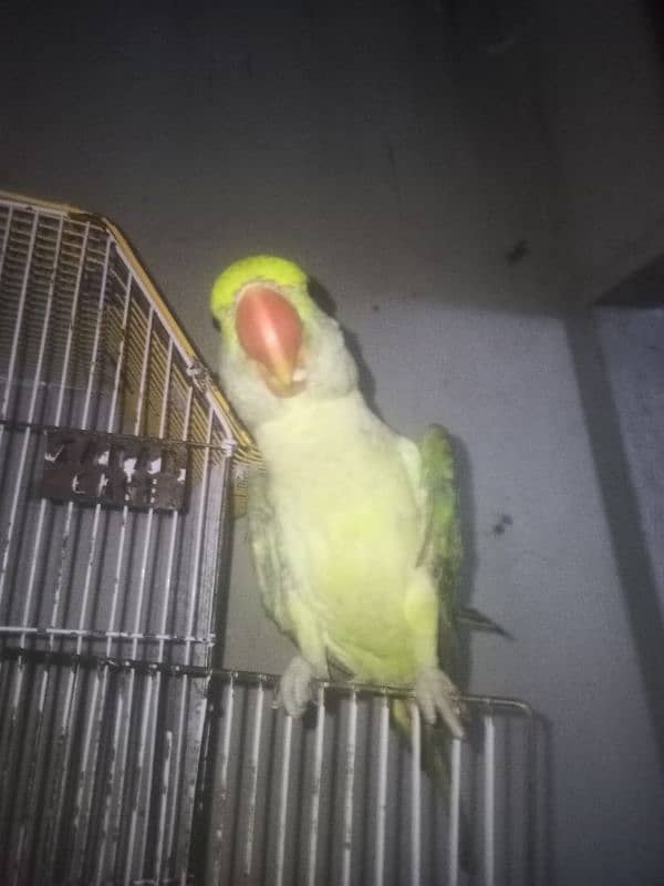 Alexandrine parrot for slae 6