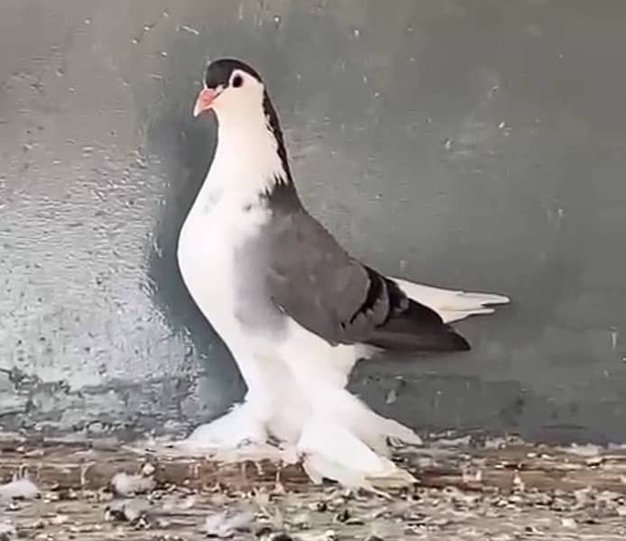 German Bloodline Lahore Sherazi Pigeons 1