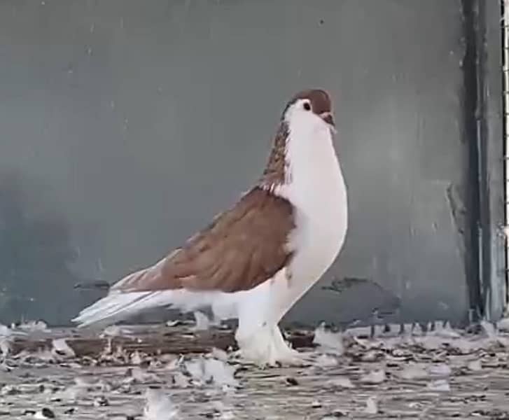 German Bloodline Lahore Sherazi Pigeons 2