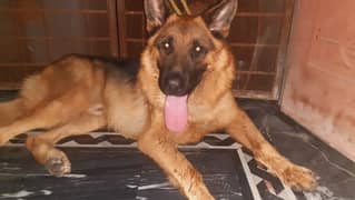 German Shepherd for sale Good loyal Healthy good manners Dog