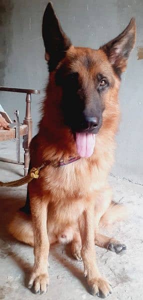 German Shepherd for sale Good loyal Healthy good manners Dog 1