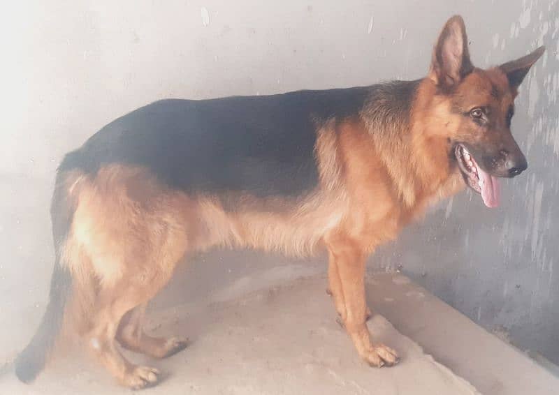 German Shepherd for sale Good loyal Healthy good manners Dog 2