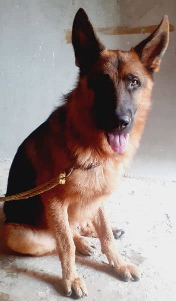 German Shepherd for sale Good loyal Healthy good manners Dog 3