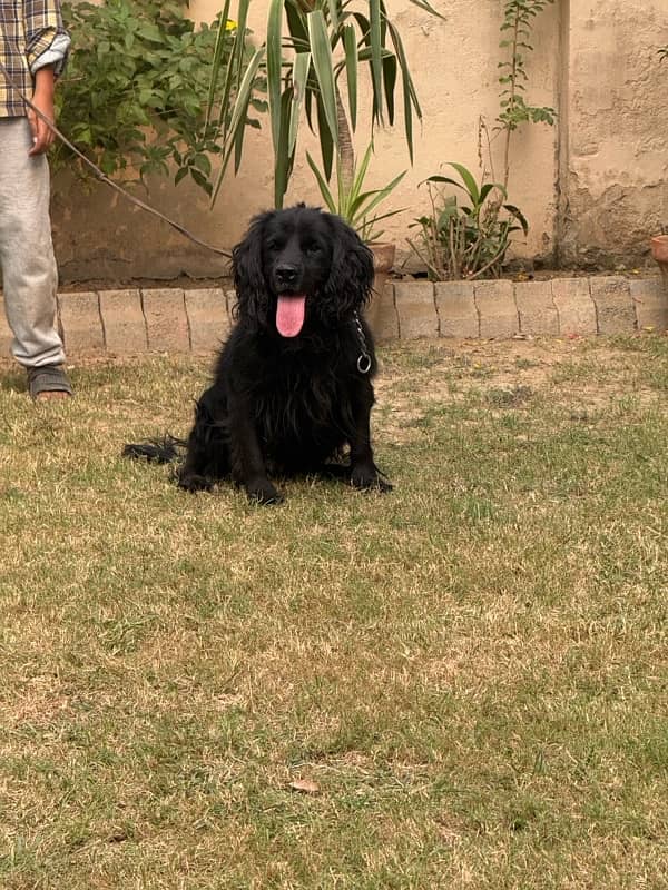 cocker spanial male 2