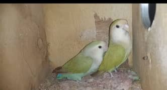 lovebird (seagreen)