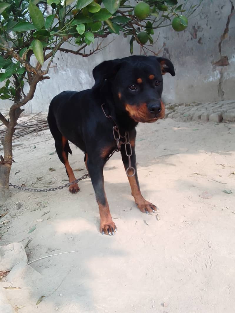 Rottweiler female ,pup 1