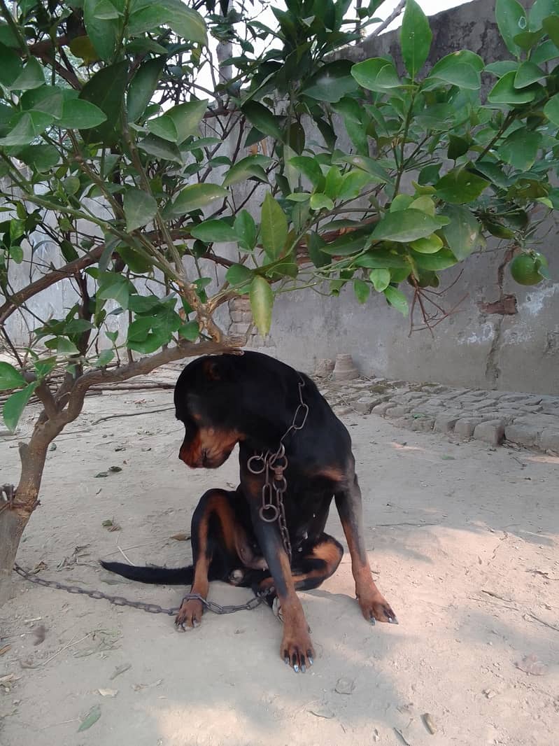 Rottweiler female ,pup 4