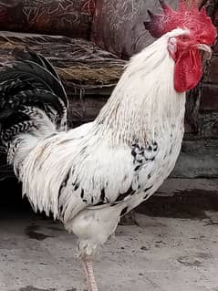 cock