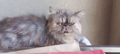 cfa bloodline peke female cat