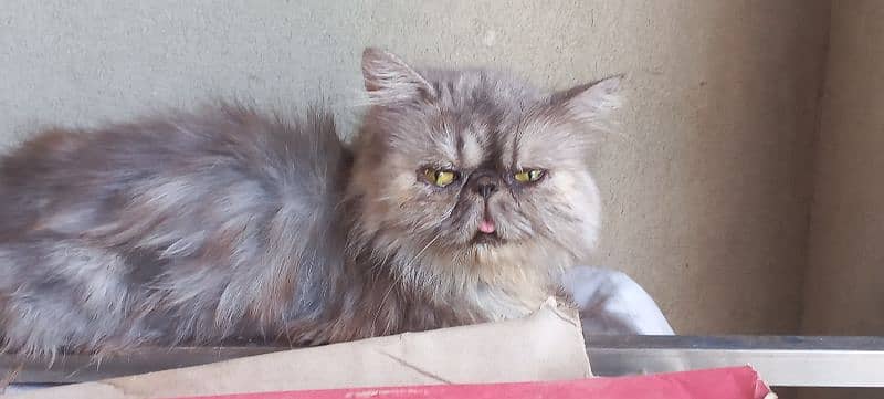 cfa bloodline peke female cat 0