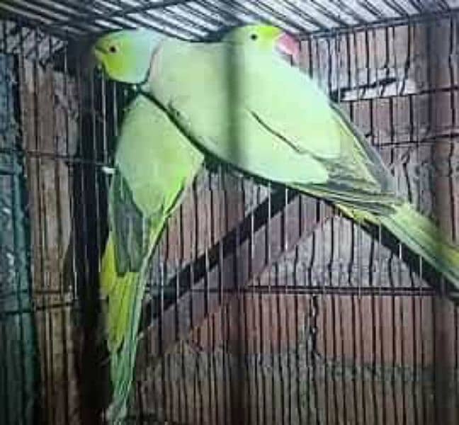 Ringneck Breeder Pair 1