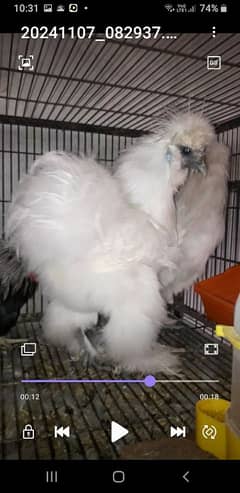 American white Silky Hens Available