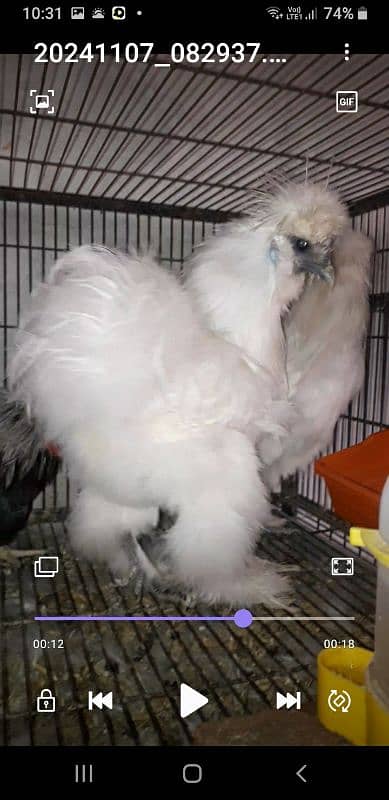 American white Silky Hens Available 0