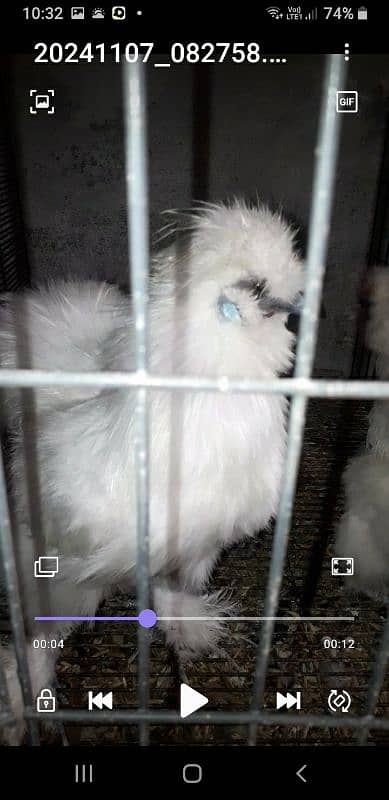 American white Silky Hens Available 1