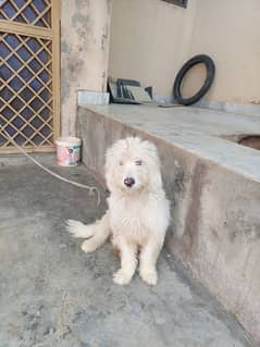 Russian Coated Dog for sale (40k)