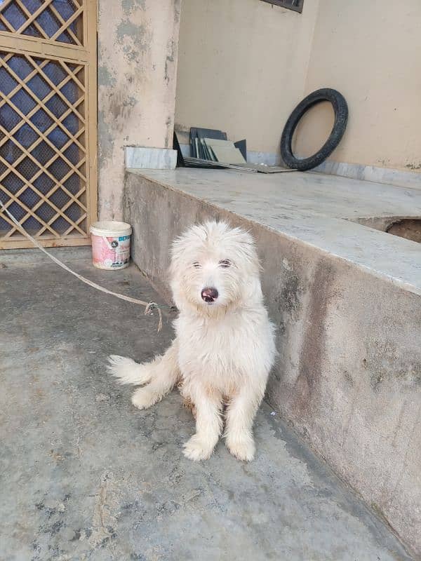 Russian Coated Dog for sale (40k) 0