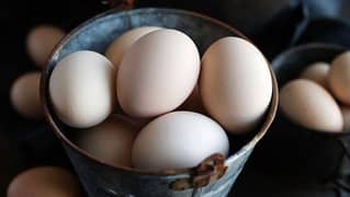 Ayam cemani fresh eggs available in Lahore