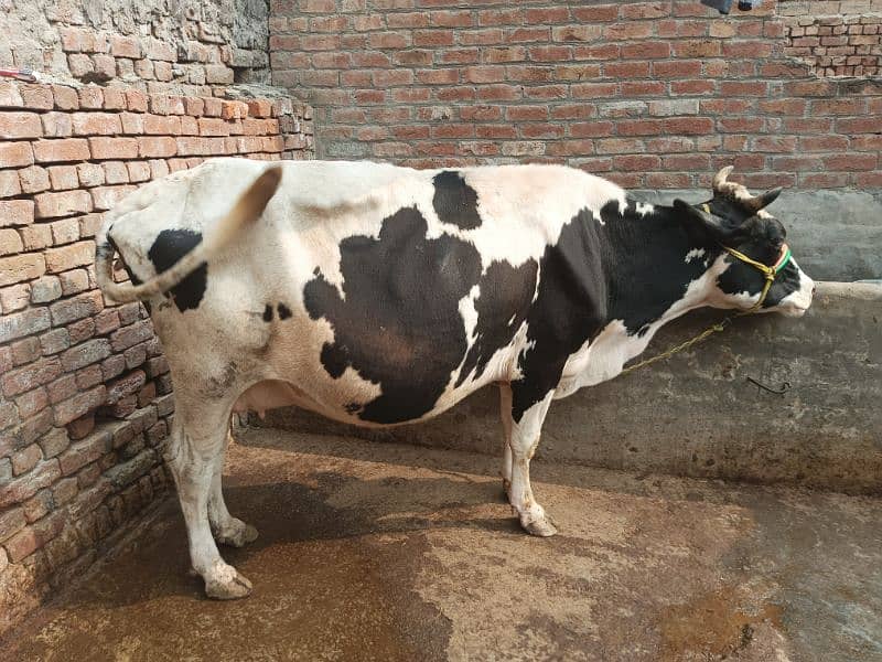 cow for sale at cheap rate 2