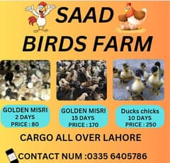 golden misri chicks | desi chicks| ducks chicks |murgian |eggs lay Hen