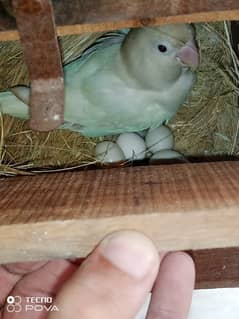 breeder pairs with eggs and box